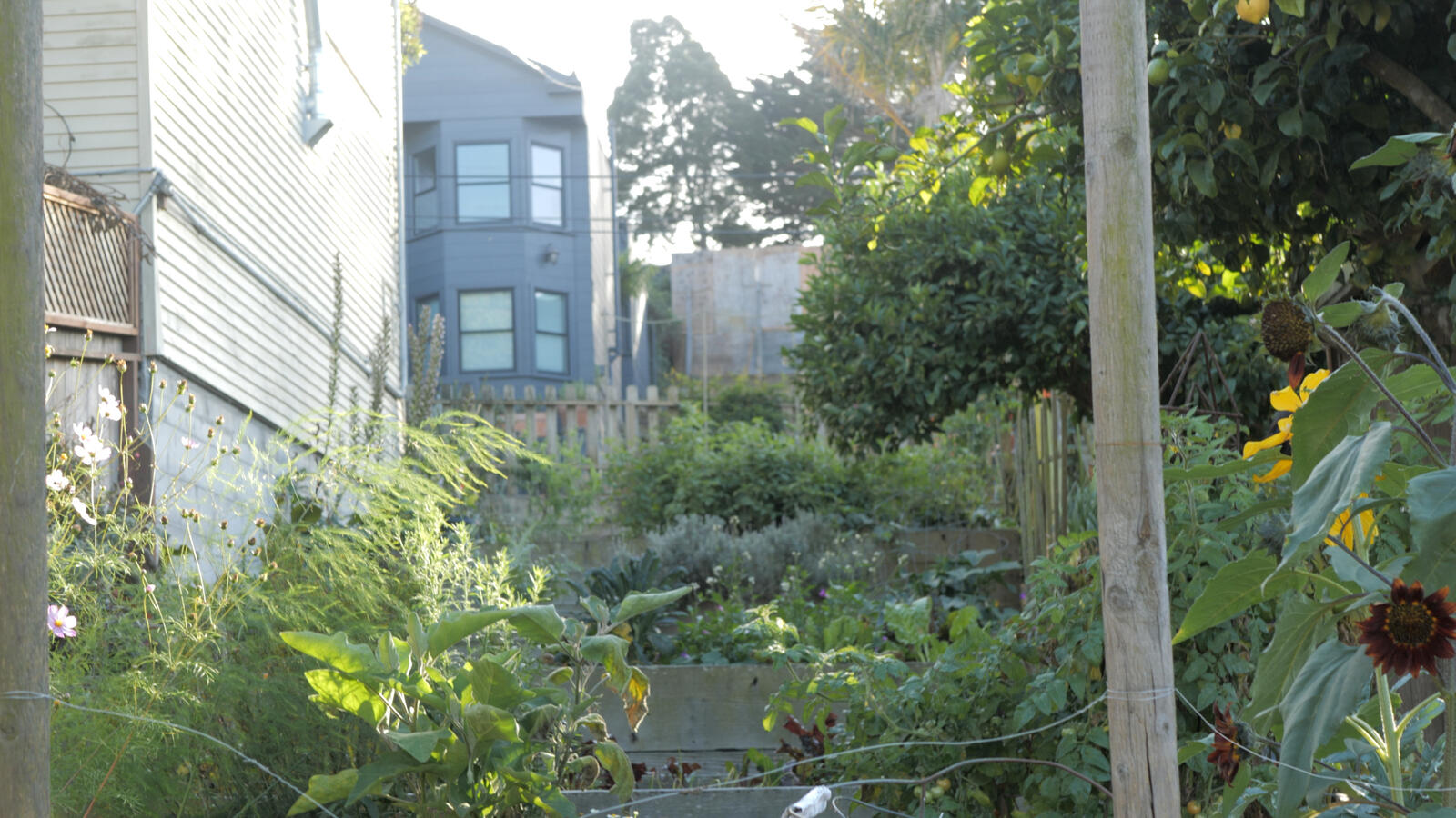 Community Garden in SF