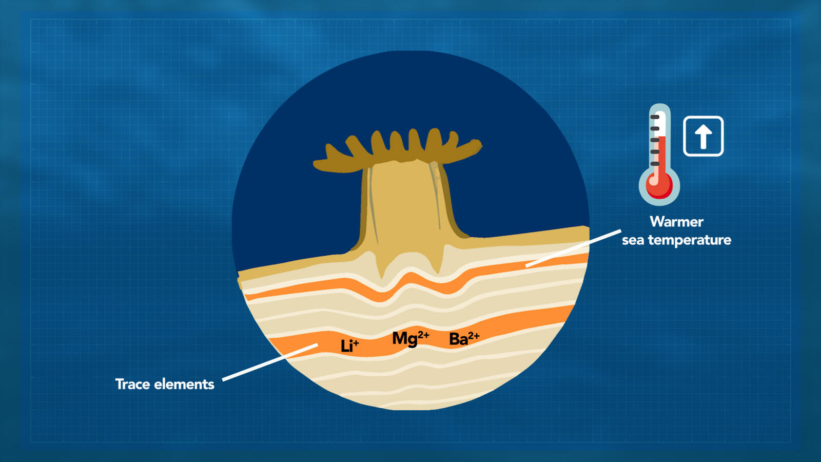 Coral skeletal structure