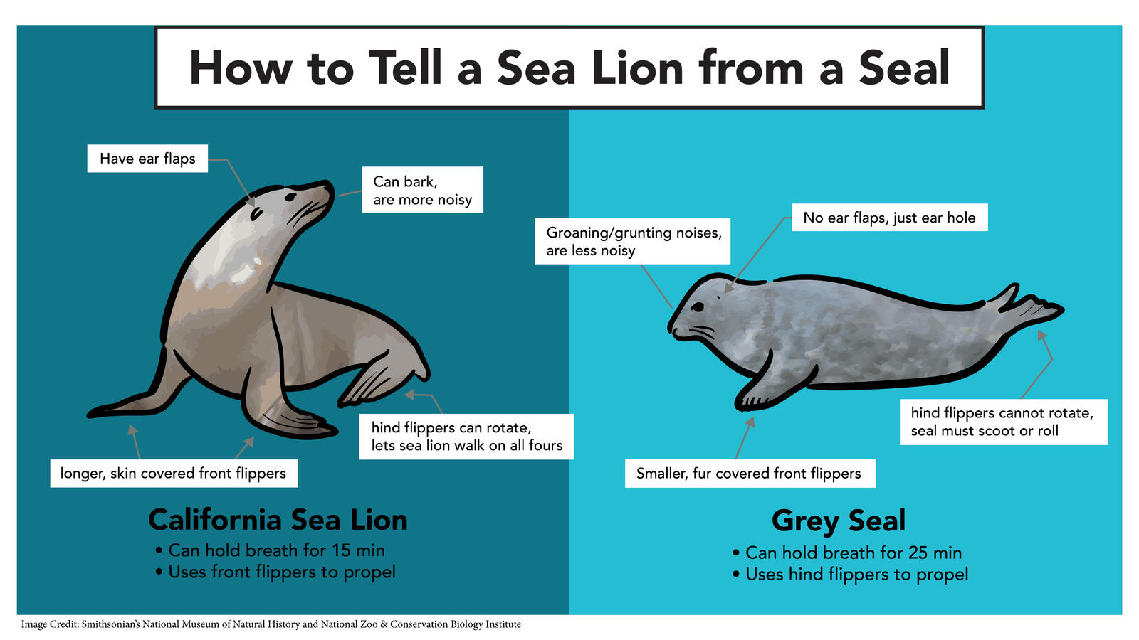 Diagram showing differences between a Sea Lion and Seal side by side with text callouts.