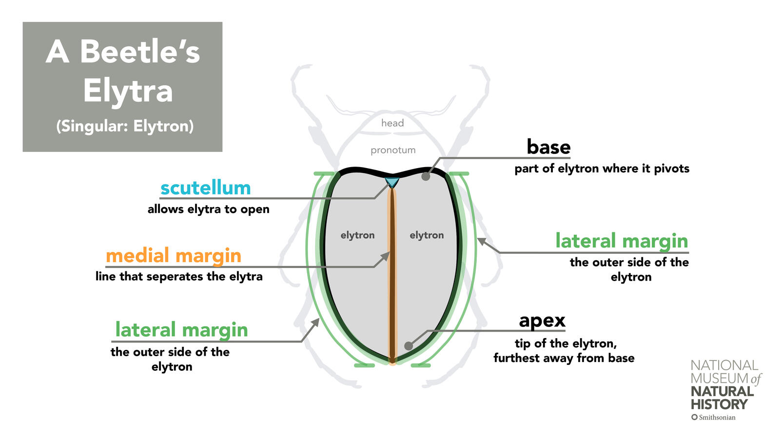 Beetle's Elytra Infographic